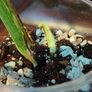 No.69 Monstera Albo Image 6