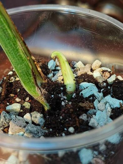 No.69 Monstera Albo