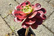 Single rosette Aeonium plant