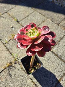 Single rosette Aeonium plant