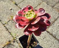 Single rosette Aeonium plant