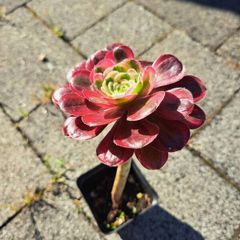 Single rosette Aeonium plant