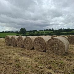 Hay for sale