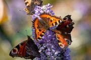 Butterfly bushes Buddlia