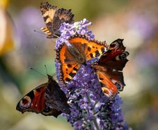 Butterfly bushes Buddlia