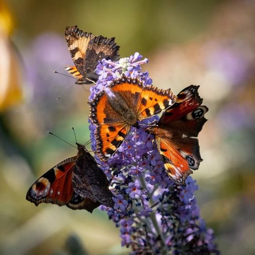 Shrubs and Garden Plants