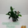 Anubias Selection. Image 6