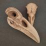 1/1  resin copy of a raven and a crow skull. Image 6