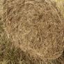 Hay Image 4
