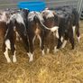Strong Hereford & Aa Heifers Image 4