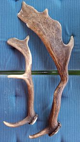Natural Antlers