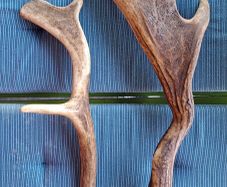 Natural Antlers