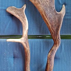 Natural Antlers
