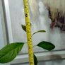 Avocado Tree Image 5