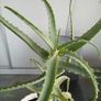 Aloe Vera Plant in Ceramic Pot Image 2