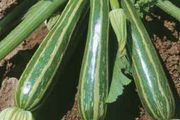 (M) Marrow Striato Di Napoli seeds 2g (125449)