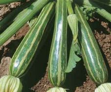 (M) Marrow Striato Di Napoli seeds 2g (125449)