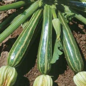 (M) Marrow Striato Di Napoli seeds 2g (125449)