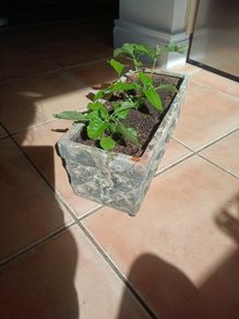 Terracotta planter with 3 spilanthes plants