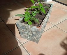 Terracotta planter with 3 spilanthes plants