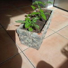 Terracotta planter with 3 spilanthes plants