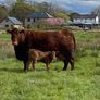 Red Angus bulls Image 4