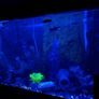 Two Fluval fish tanks and a unit including all accessories required Image 4