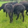 Yearling Heifers Aa & Hd Image 2