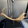 Resin antler lamp Image 3