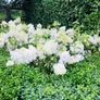 Box hedging 2ft Buxus Image 5