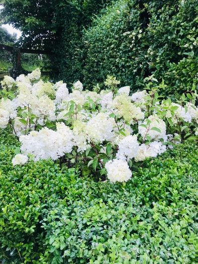 Japanese maples and Native irish Trees & Shrubs