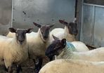 Suffolk - Cheviot Ewe Lambs breed from Scotch mule