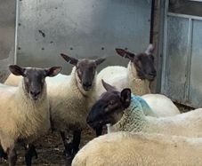 Suffolk - Cheviot Ewe Lambs breed from Scotch mule