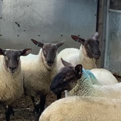Suffolk - Cheviot Ewe Lambs breed from Scotch mule