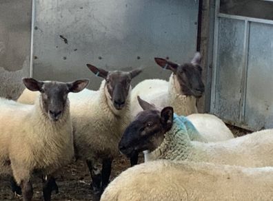 Suffolk - Cheviot Ewe Lambs breed from Scotch mule