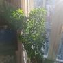 plant Image 4