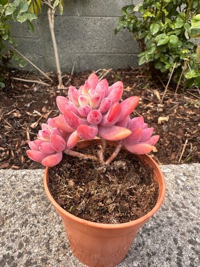 plant