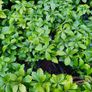 Shrubs, Garden Plants Image 9