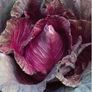 Selection of Vegetable seeds from 1.00 euro Image 2