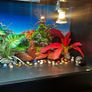 reptile vivarium Image 7
