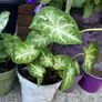 plant white caladium Image 2