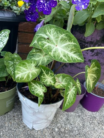 plant white caladium