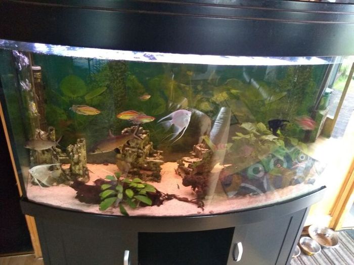 Juwel Vision Tank + Stand 260 Litres