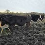 11 Friesan Cows Not in Calf Image 2