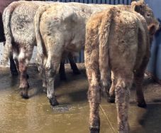 4 top quality suckler bred bull Weanlings for sale