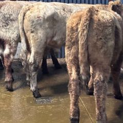 4 top quality suckler bred bull Weanlings for sale