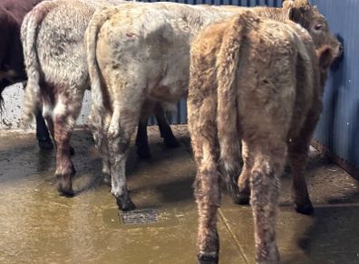 4 top quality suckler bred bull Weanlings for sale