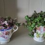Vety cute Tradescantia Callisia repens.House plant Image 2
