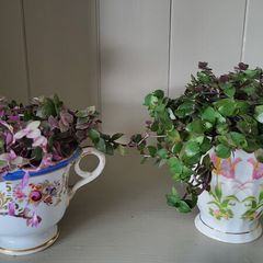Vety cute Tradescantia Callisia repens.House plant