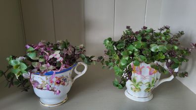 Vety cute Tradescantia Callisia repens.House plant